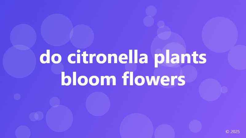 do citronella plants bloom flowers