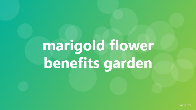 marigold flower benefits garden
